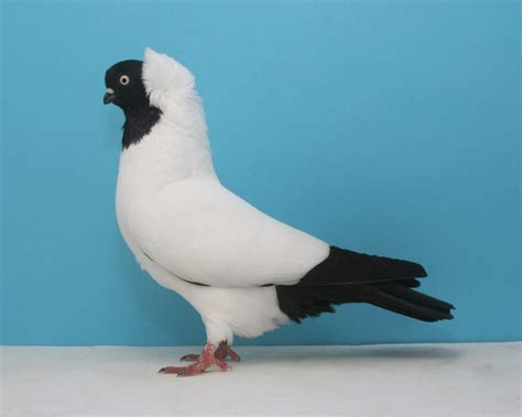 Runt Pigeon