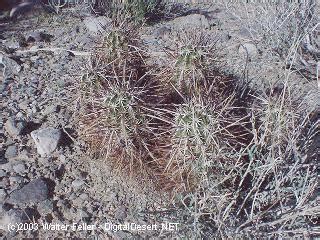 Mojave Desert Cactus