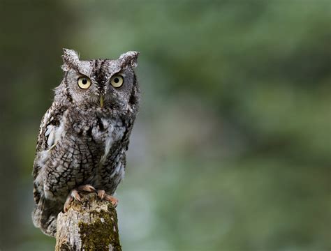 Eastern Screech-Owl | Audubon Field Guide