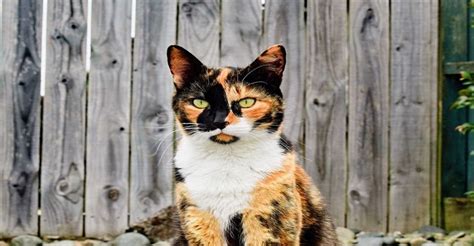 Male Calico Cat: Do Calico Males Exist?