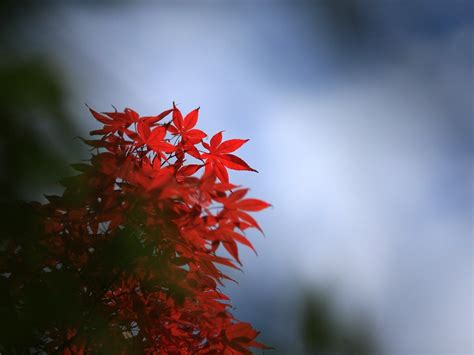 leaf, red, autumn Wallpaper, HD Macro 4K Wallpapers, Images and ...