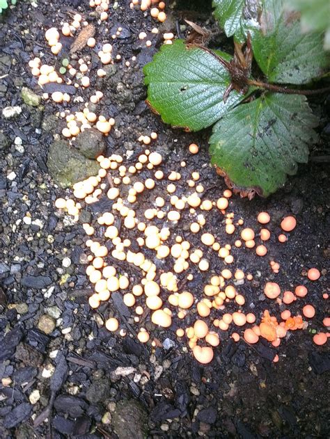 Orange spherical fungus in garden - Gardening & Landscaping Stack Exchange