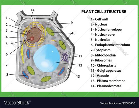 Plant cell structure on white background Vector Image