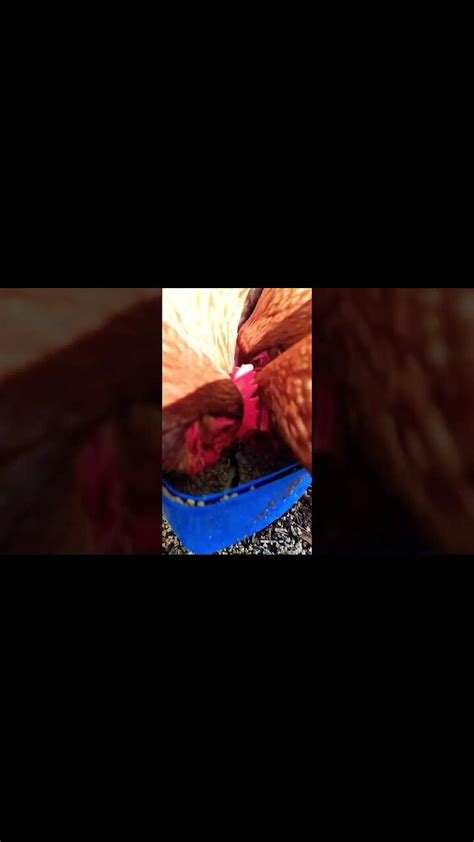 Chicken ASMR?