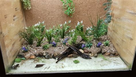 Enclosure Japanese fire-bellied newt - ZooChat