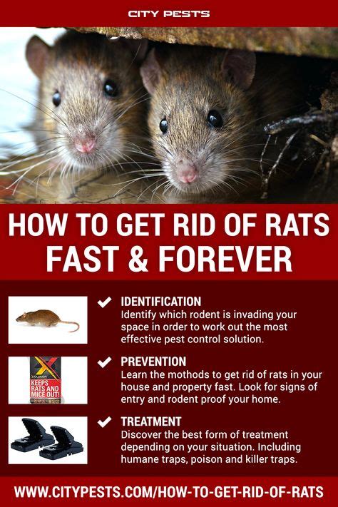 9 Rat Control ideas | rat control, getting rid of rats, rat infestation