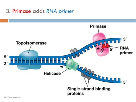 Rna Primer Function