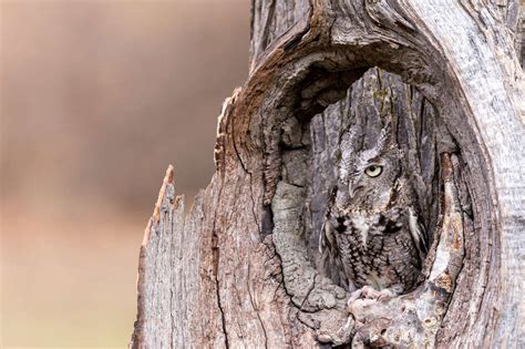 15 Amazing Camouflaged Animals