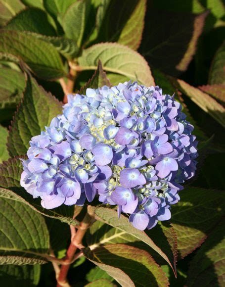 Hydrangea macrophylla ‘Bailmer (Endless Summer) - Moon Nurseries