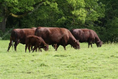 Red Angus. Cattle breed. Red Angus cows and calf — Stock Photo © rose4 ...