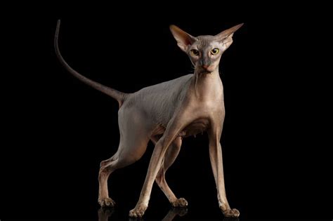 12 Ugly Cat Breeds (That We Still Love): Info, Pictures, Traits, & More ...