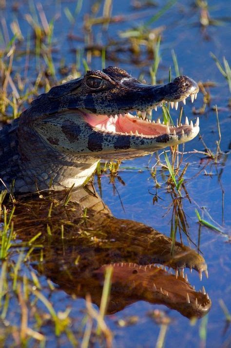 10 Best Alligators, Crocodiles, Cayman images | Crocodiles, Animals ...