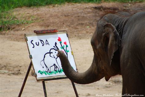 An elephant painting a picture in Chiang Mai, Thailand | Travel Photo ...