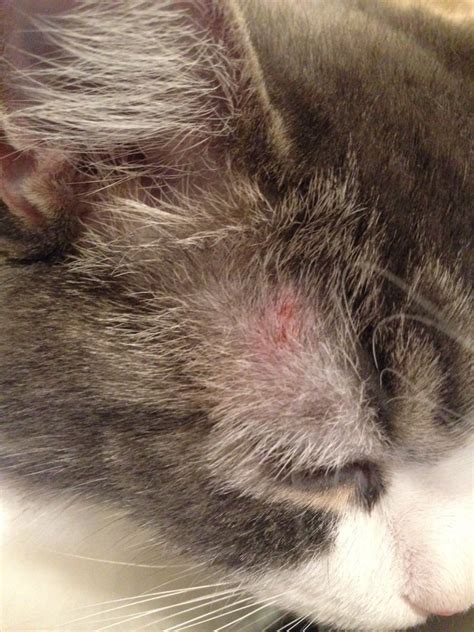 strange rash on cat | TheCatSite