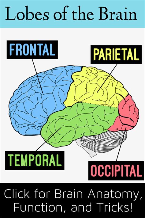 Lobes of the brain cerebral cortex anatomy function labeled diagram ...