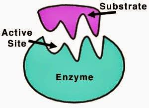 Pengertian Enzim, Struktur enzim dan Karakeristik Enzim