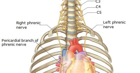 Phrenic Nerve Pathway