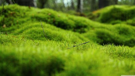 PicZene - Dark Green Nature Wallpaper 4k