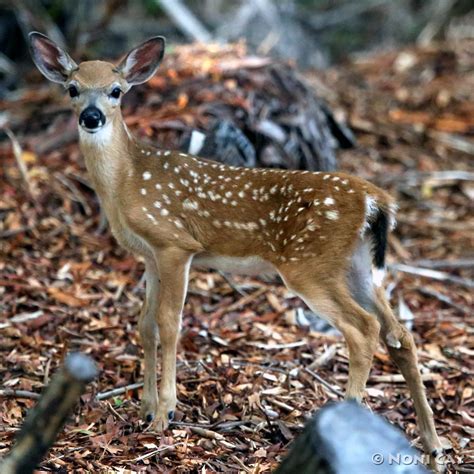 Key Deer Fawns | Noni Cay Photography