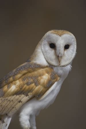 Barn Owl Facts - Barn Owl Information : Twootz.com