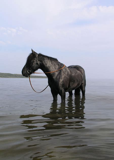 Horse Pictures From Scotland | The Equinest