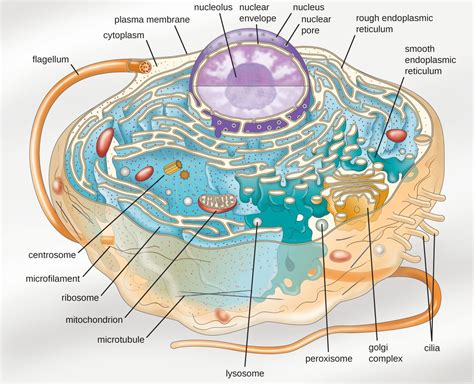 Structure Of A Cell Diagram Describe The Structure Of Cell.