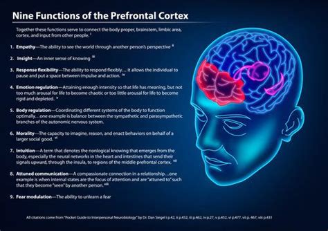 9 functions of the PreFrontal cortex | Neuroscience, Brain anatomy and ...