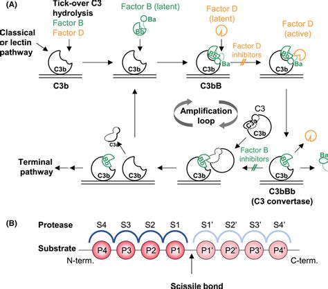 Protease function in the alternative pathway. (A) Proteolytic ...