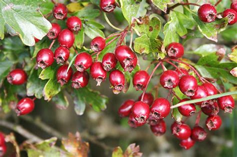 Hawthorn Berry Benefits: Strengthens The Heart And Calms Nerves