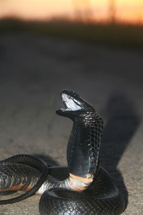 Black-necked spitting cobra - Wikipedia