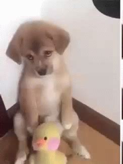 Sad Puppy GIFs | Tenor