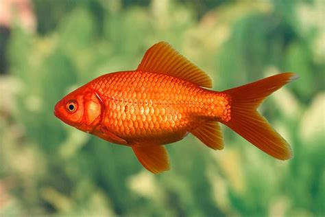 6 Easiest Pet Fish to Keep Happy & Alive