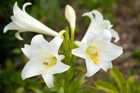 What do White Lilies Symbolise? 5 Types of White Lilies & Their Meanings