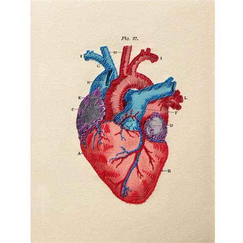 Heart Anatomy Drawing, Anatomical Heart Drawing, Human Anatomy Art ...