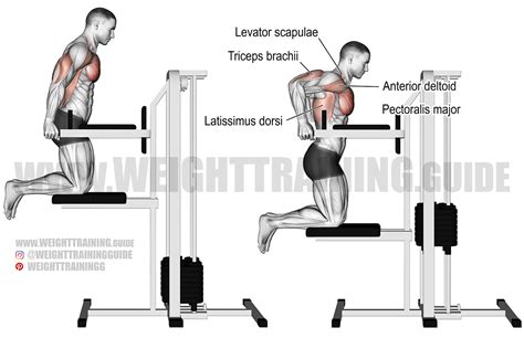 Machine-assisted triceps dip exercise instructions and video