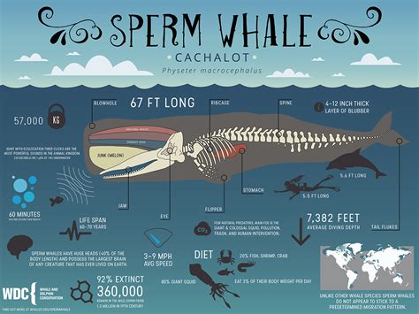 Sperm whale project – Telegraph