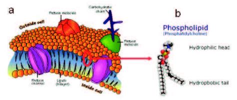 1 (a) Cell membrane(from [1]).(b) Cell membrane Phospholipid. From [2 ...