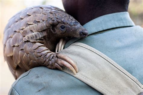 Trade ban approved for the pangolin — the world's most heavily ...