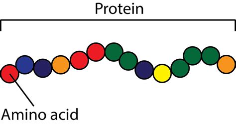 Intro to Protein & Amino Acids – Custom Equine Nutrition