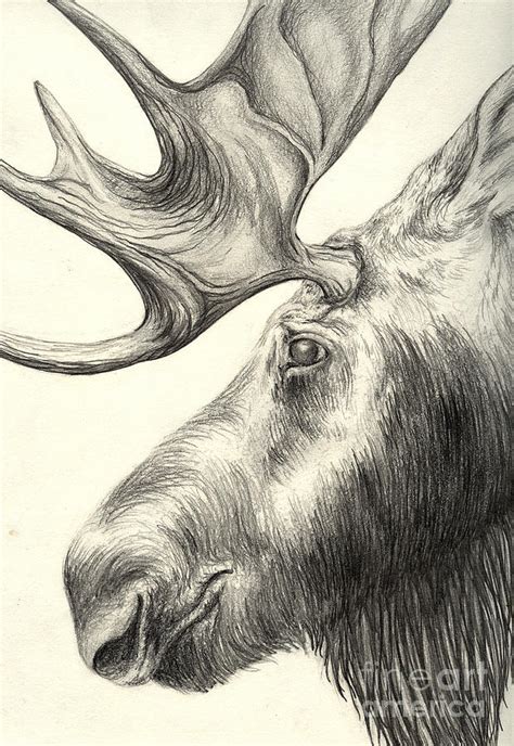 Moose Drawing by Aurora Jenson