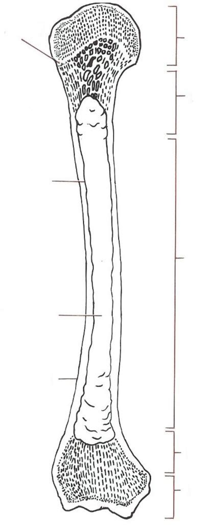 Long Bone Diagram | Quizlet