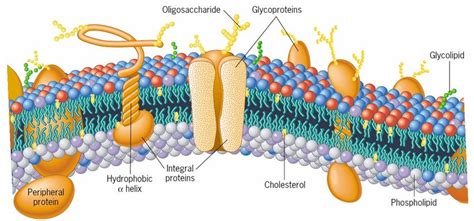 Plasma Membrane Structure and Function - Biology Ease