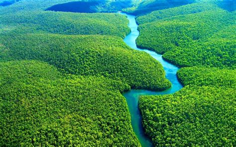 Rainforest Wallpapers - Top Những Hình Ảnh Đẹp