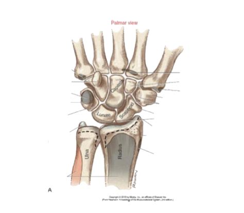 Hand Muscles & Bones: Palmar View Diagram | Quizlet