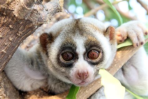 Slow Loris Facts - Animals of the World - WorldAtlas