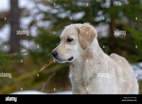 Golden retriever puppy playing Stock Photo - Alamy