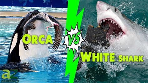 ceza Genelde bkz orca killer whale vs great white shark Son dakika ...