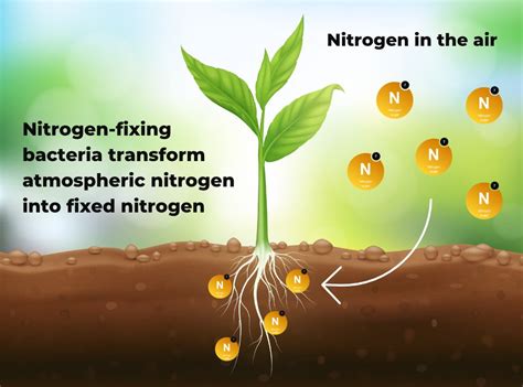 Nitrogen Fixation Bacteria In Soil