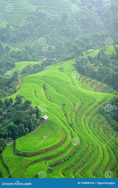 Paddy Field at the Beginning of the Season Stock Photo - Image of trees ...