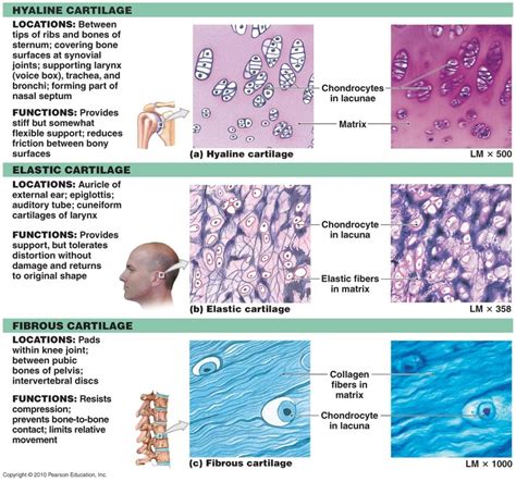 What is hyaline cartilage? | Socratic